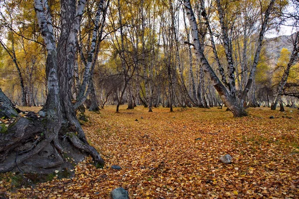 Rosja Syberia Altai Góry Sezon Jesień Natura Brzoza Drzewo Rzeka — Zdjęcie stockowe