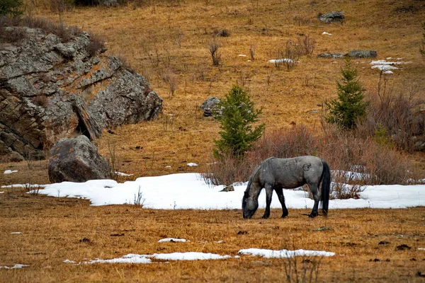 Rússia Montanha Altai Cavalos Hardy Altai Entre Neve Rochas Nos — Fotografia de Stock