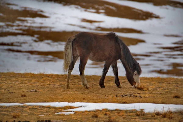 Rússia Montanha Altai Cavalos Hardy Altai Entre Neve Rochas Nos — Fotografia de Stock