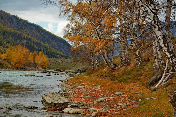 Rusia Sudoeste Siberia Montañas Altai Orilla Del Río Chuya Cerca — Foto de Stock