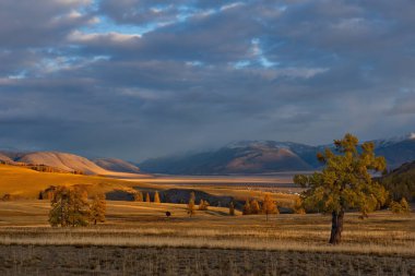 - Rusya. Batı Sibirya 'nın güneyi, Altai Dağları. Çölde, Chui yolu boyunca Kurai bozkırında tek başına karaçam ağaçları yetişiyor..