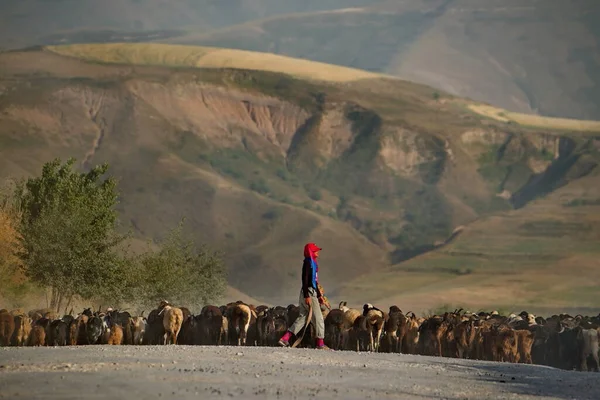 Orta Asya Tacikistan Çobanlı Yorgun Bir Keçi Sürüsü Pamir Dağlarındaki — Stok fotoğraf