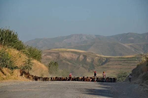 Orta Asya Tacikistan Çobanlı Yorgun Bir Keçi Sürüsü Pamir Dağlarındaki — Stok fotoğraf