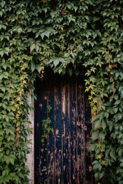 Twickenham, Londra, Birleşik Krallık 2025.09.06 Yoğun yeşil sarmaşıklarla çevrili eskimiş bir ahşap kapı kırsal ve gizemli bir atmosfer yaratıyor.. 