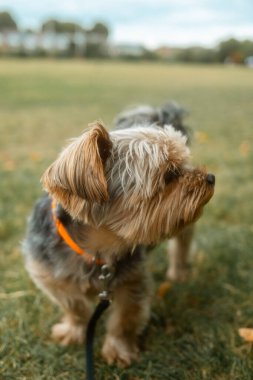 Chiswick, Londra, İngiltere 2025.08.22 Turuncu yakalı Yorkshire Terrier köpeği yaz yürüyüşü sırasında çimlerin üzerinde dikilirken yan tarafa bakıyor.. 