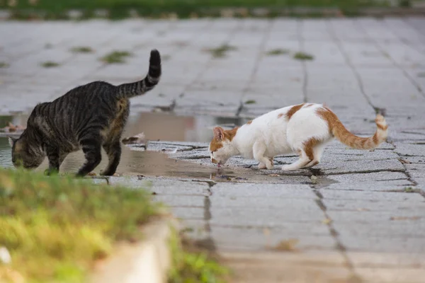 Evsiz kedi içme suyu