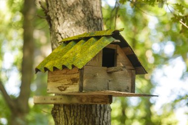 Bir ağaç üzerinde eski el yapımı kuş yuvası