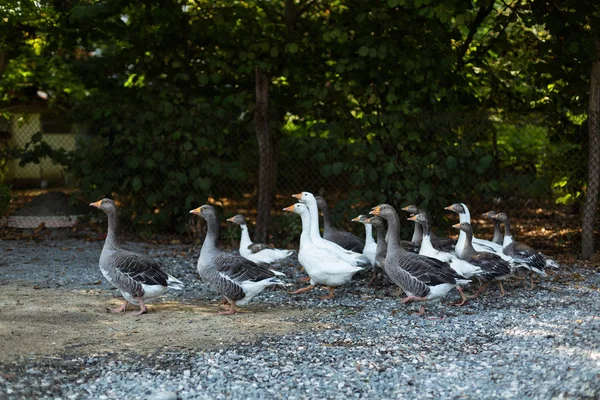 Kazlar çiftlik avlusuna yiyecek aramak için yürüyorlar. Köy yaban hayatı. — Stok fotoğraf