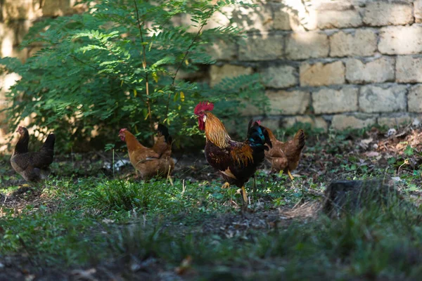 Cock in a farmyard, walking around seeking food. — Stok fotoğraf