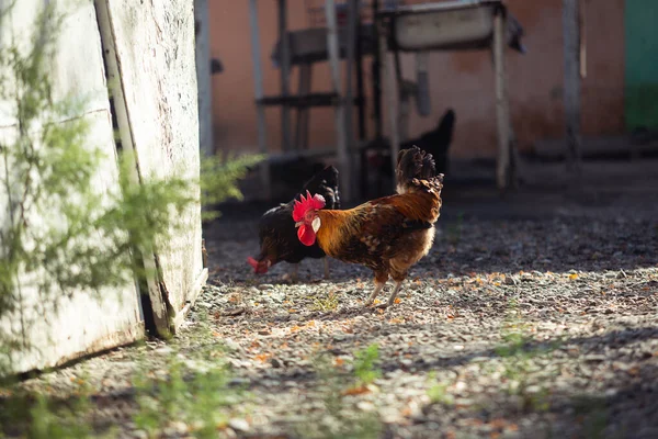 Cock in a farmyard, walking around seeking food. — Stok fotoğraf