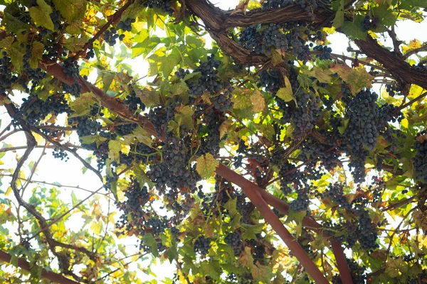 Wijnstok met donkere druiven en groene bladeren. — Stockfoto