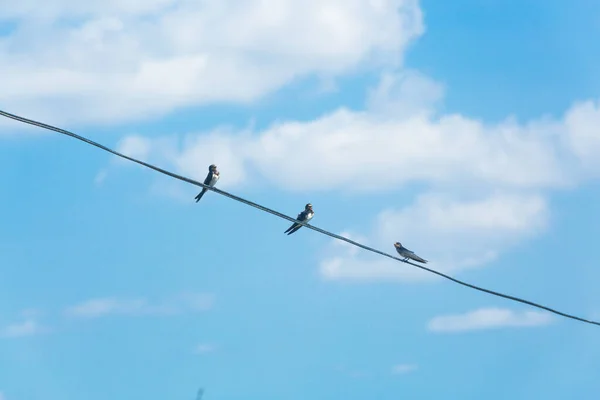 Engolir sentado em fio elétrico com vista para a cidade . — Fotografia de Stock