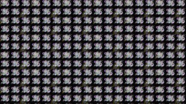 Moda baskıları için zarif bir şablon. Küçük renkli çiçekler. Motley illüstrasyonu. Çiçekli yaz çiçekleri. Küçük çiçekte güzel bir desen. Çizim.