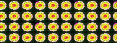 Raster hisseleri. Suluboya, elle çizilmiş. Eskiz arkaplan modeli. Sarı ve gri çiçekleri.