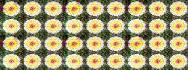 Üst manzara, yumuşak yeşil ve sarı renkli. Çiçek kompozisyonu, el boyası, hassas şablon. Sevgililer günü ve tebrik kartı konsepti için şık bir davetiye. Manzaralı çiçek deseni.