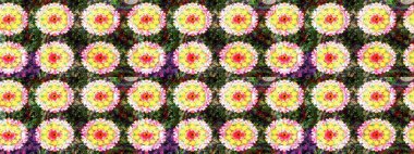 Raster illüstrasyonu. Düz Çiçek Elementleri Tasarımı. Güzel kumaş deseni. Asya tekstil tarzında. Renkli Bahar Teması eskiz kalıbı. Çiçek desenini çiz.