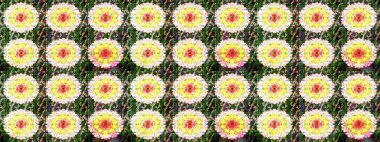 Yeşil ve sarı renkler üzerine çiçek desenli çizimler, el yapımı papatyalar, papatyalar. Tekrarlayan çiçek arkaplanı, zarif yeşil ve sarı çiçekler duvar kağıdı.