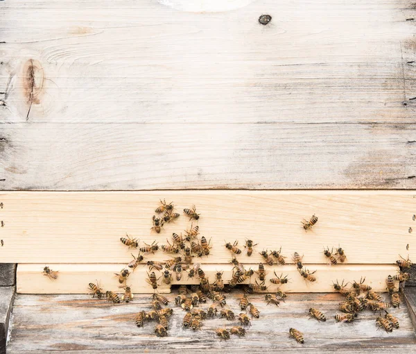 Abelhas Melíferas Italianas Trazendo Pólen Amarelo Limão Para Uma Colmeia — Fotografia de Stock