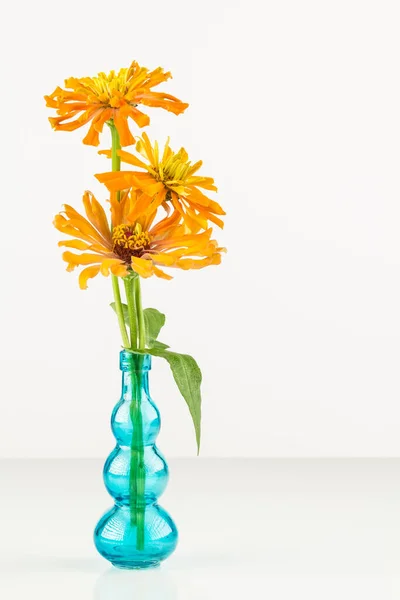 Orange Zinnia Blue Glass Vase White Background Copy Space — Stock Photo, Image