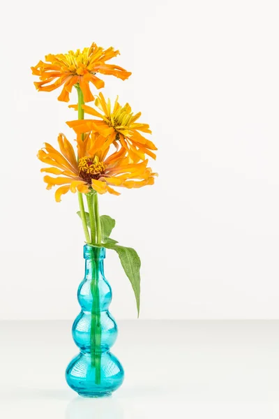 Zinnia Naranja Jarrón Cristal Azul Con Fondo Blanco Espacio Para — Foto de Stock