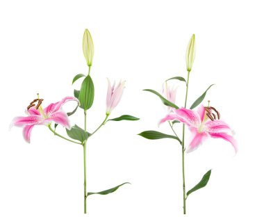 Beyaz arka planda izole edilmiş iki pembe doğulu yıldız teleskopu sapını kapatın.