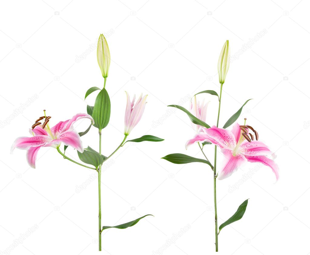 Close up of two pink fresh cut stems of pink Oriental Stargazer lilies isolated on a white background