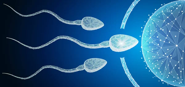 Fertilização de células de ovo humano com células de esperma dentro do útero — Vetor de Stock