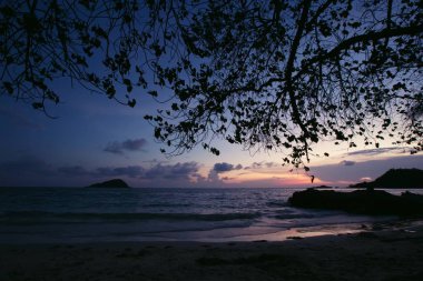 manzara ağaç dalı sahil sahilinde gün batımı atmosferinde.