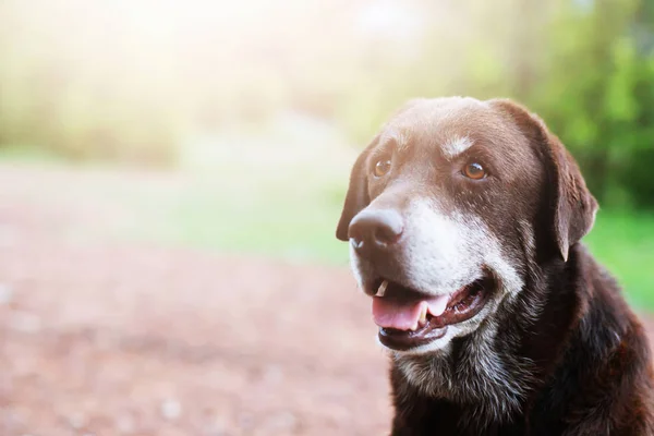 Dog shy guilty is a shelter hound dog waiting looking up with lonely eyes an intense stare outdoors in nature Morning sunlight. Pets concept.