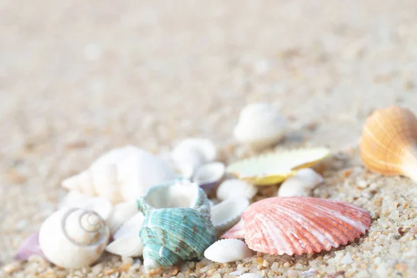 Summer Time Concept Sea Shells Beach Sand White Background Free — Stock Photo, Image