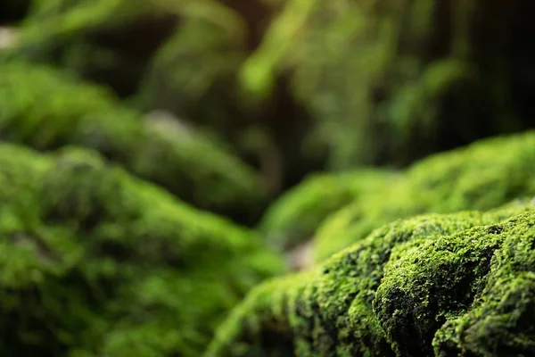 美丽的明亮的绿色青苔长大覆盖粗糙的石头和地板上的森林 使用宏视图显示 岩石充满了苔纹理的性质壁纸 软聚焦 — 图库照片