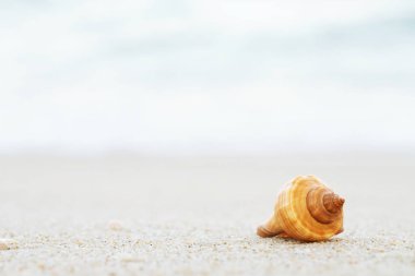 gün batımı güneş ışığı altında deniz manzarası üzerinde sahilde dalga ile kum üzerinde güzel deniz kabuğu.