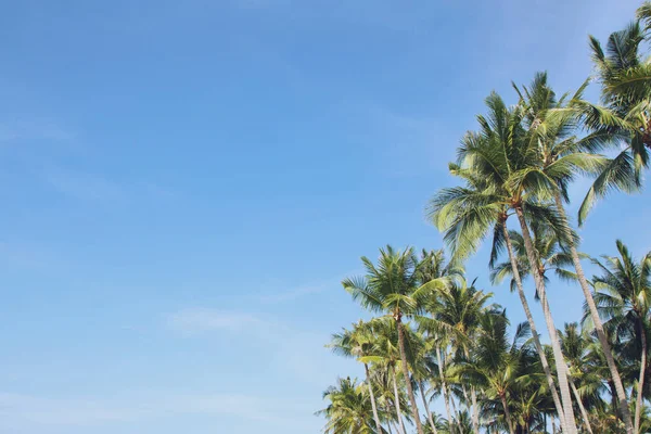 Leaves Palm Coconut Trees Farm Blue Sky Tropical Coast Summer — Stock Photo, Image