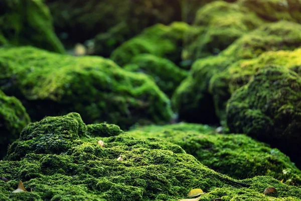 Güzel Parlak Yeşil yosunlar büyüyüp ormandaki sert taşları ve zemini kaplarlar. Makro görünüm ile göster. Duvar kağıdı için doğadaki yosun dokusuyla dolu kayalar.