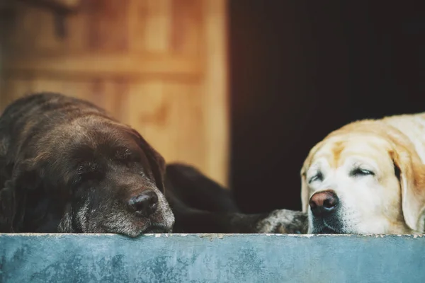 Due Simpatici Cani Baciano Leccano Davanti Alla Casa Coppia Innamorata — Foto Stock