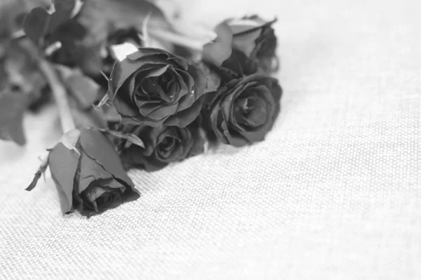 Dunkelschwarze Rosen Blühen Vor Natürlichem Hintergrund Mit Wassertropfen Auf Dem — Stockfoto