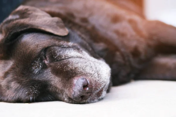 Chien Air Triste Devant Maison Visage Droit Concept Des Animaux — Photo