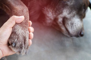 sahibi köpeğini okşadı, Eller pençeleri tutan köpek o uyurken ya da kapalı gözlerle istirahat ederken birlikte el sıkışma alıyor. metin için boş alan. Hastalığı gösteren kırmızı alanı vurgulayın.