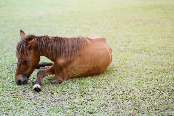 Kırık bacak kahverengi at hastalığı ve Skinny yaz açık çayırda.