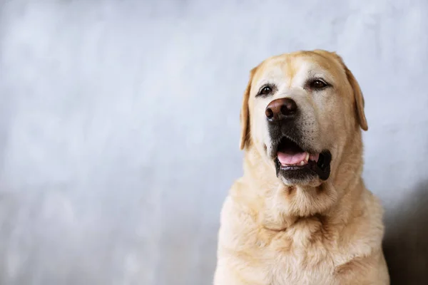 Chien Air Triste Devant Maison Tension Visage Droit Regarder Dépriment — Photo