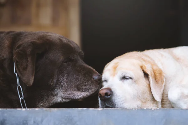 Les Chiens Deux Dorment Attendant Gardien Propriétaire Face Maison Regarde — Photo