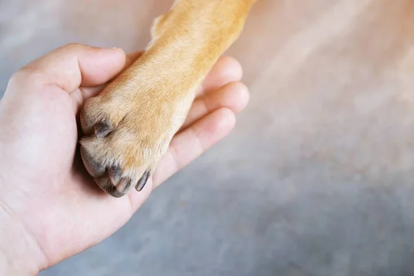 Właściciel Pieszczać Jego Pies Dłoń Trzymanie Łapy Pies Jesteście Biorący — Zdjęcie stockowe