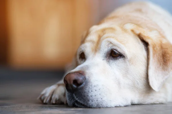 Dog Looking Sad Waiting Front House Straight Looking Face Strain Royalty Free Stock Photos