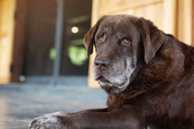 Köpek evin önünde beklerken üzgün uyur. Düz görünümlü bir yüz. Evcil hayvan kavramı