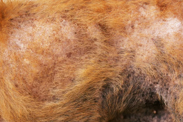 the disease on dirty stray dog get sick skin dermatitis contracted leprosy with hair loss problems and skin scab fungal pathogens of dermatology Dirty, ticks, fleas. Pet health problems concept.