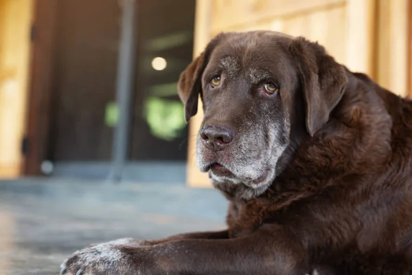 Der Hund Schläft Traurig Und Wartet Vor Dem Haus Geradlinig — Stockfoto