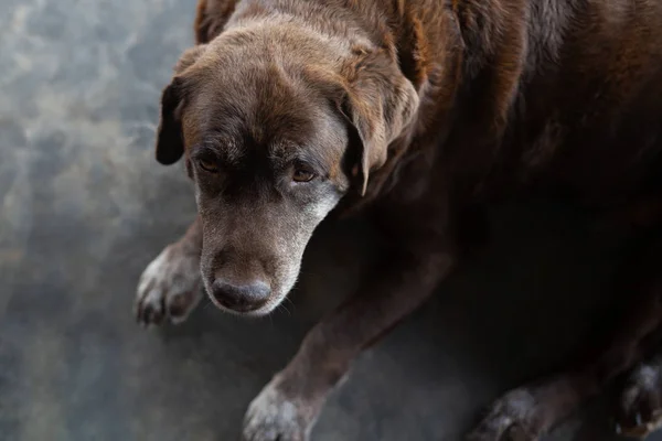 Chien Attend Gardien Propriétaire Face Maison Regarde Droit Devant Lui — Photo