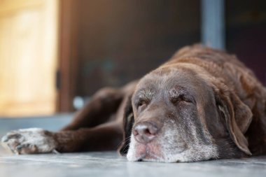 Evin önünde bekçi lik bekleyen köpek. Düz yüz yanında bakıyor . hayvan evcil hayvan. köpek gözcü güvenlik görevlisi anti hırsızlık, haydut kavramı çalmak.