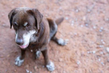 Köpek suçlu utangaç bir barınak tazı köpek yalnız gözleri doğa açık havada yoğun bir bakış ile seyir bekliyor sabah güneş ışığı. Evcil hayvan konsepti.