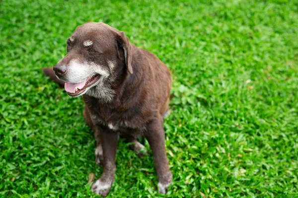 Chien Timide Coupable Est Chien Chasse Refuge Attendant Levant Les — Photo